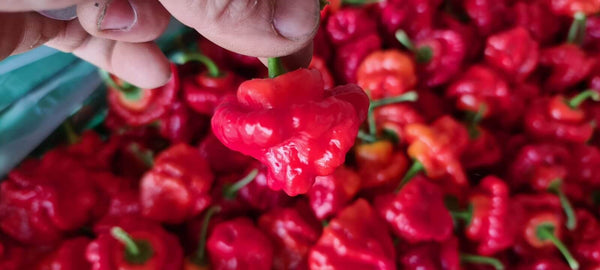 SUAVE - Chili Ketchup (mild) BIO